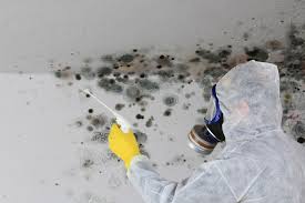 Best Emergency Mold Remediation  in Vandenberg Village, CA